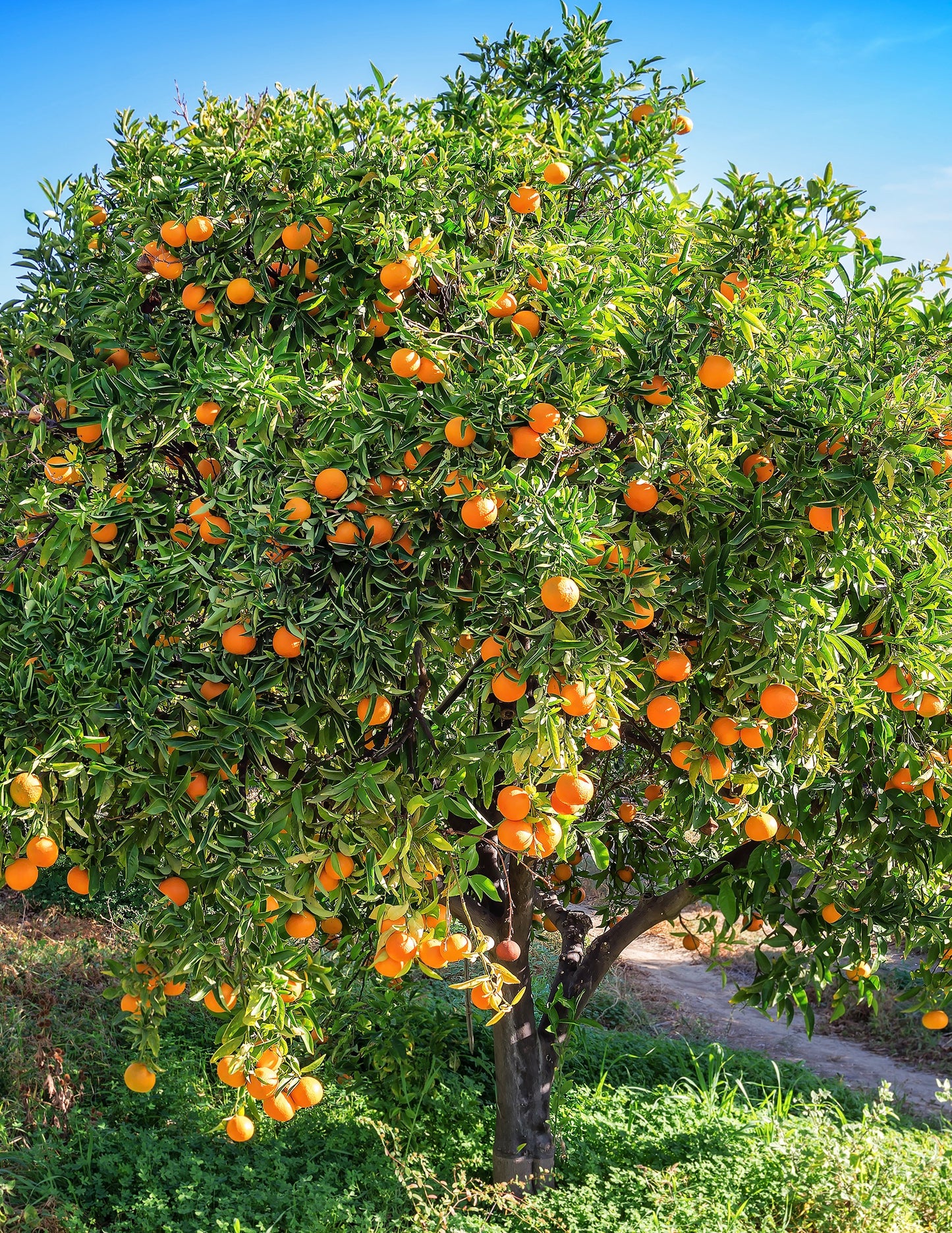 Cara Cara Orange Tree
