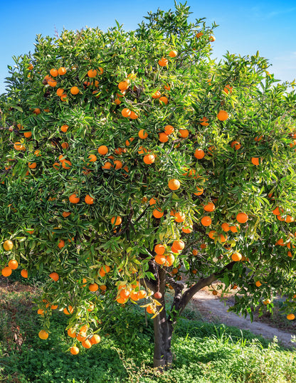 Cara Cara Orange Tree