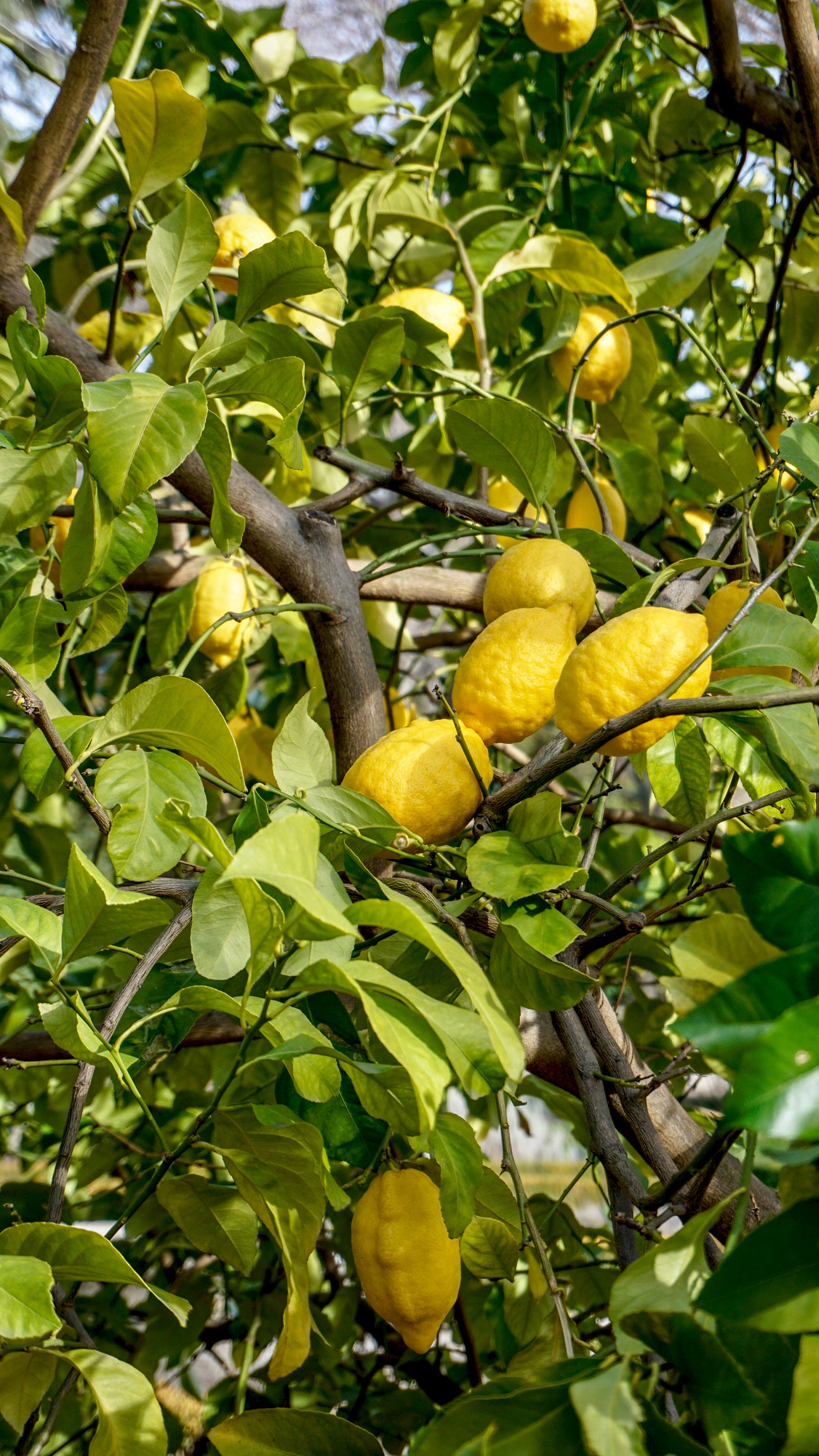 Eureka Lemon Tree