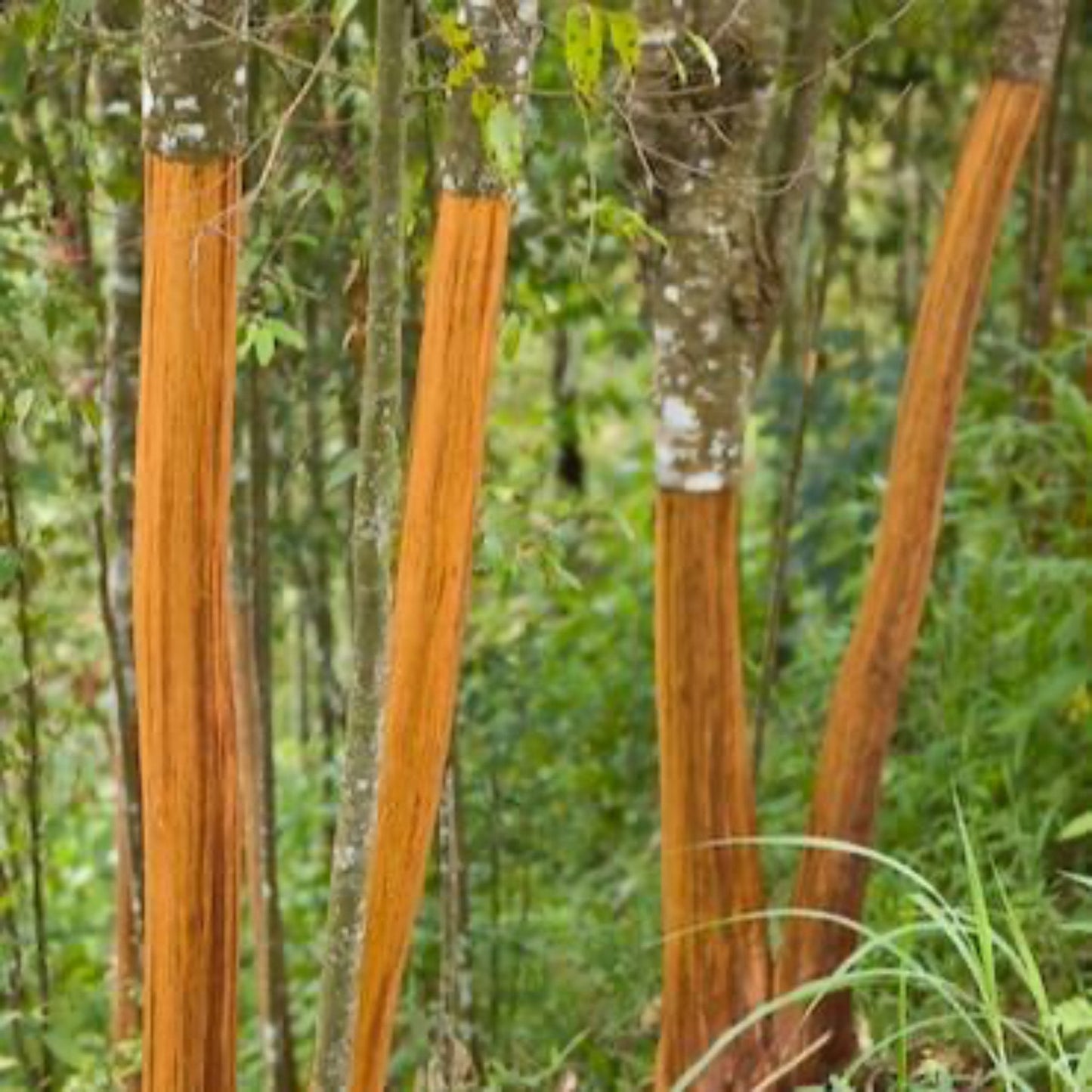 Cinnamon Tree