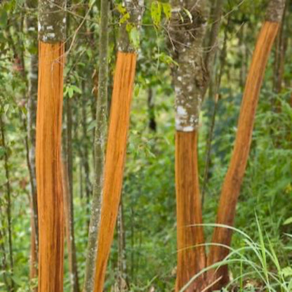 Cinnamon Tree