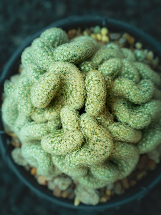 Brain Cactus