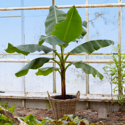 Ice Cream Banana Tree