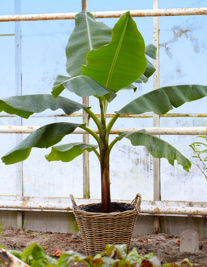 ice cream banana tree bonsai Ice Cream Banana Tree