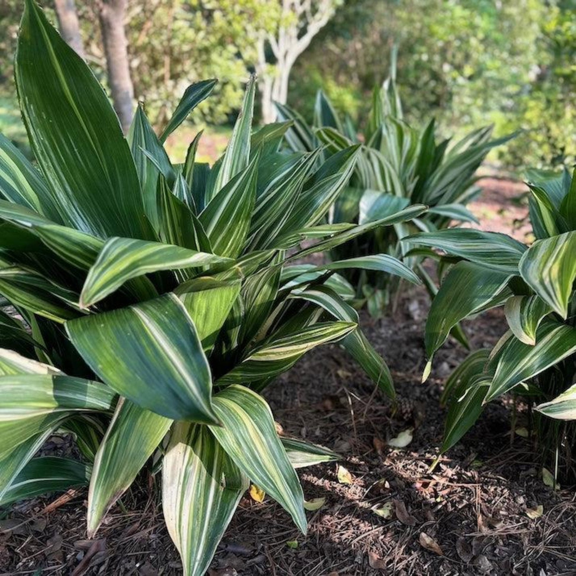 cast iron plant indoor or outdoor Variegated Cast Iron Plant