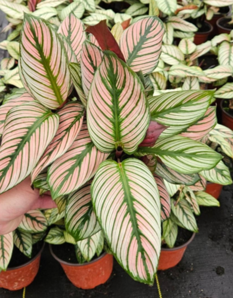 white star prayer plant Calathea White Star