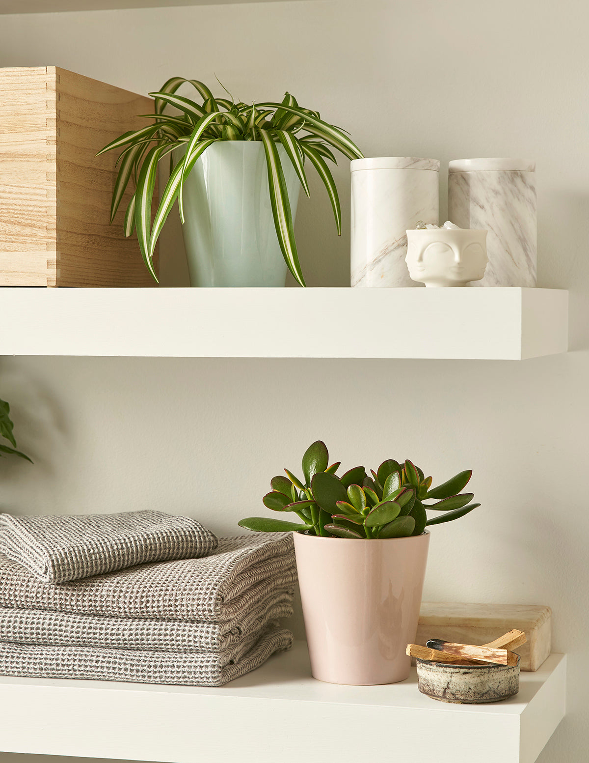 order spider plant Spider Plant Variegated with Planter - Small (3"-6" tall) Terracotta Planter