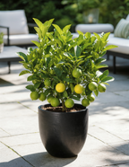 Key Lime Bush