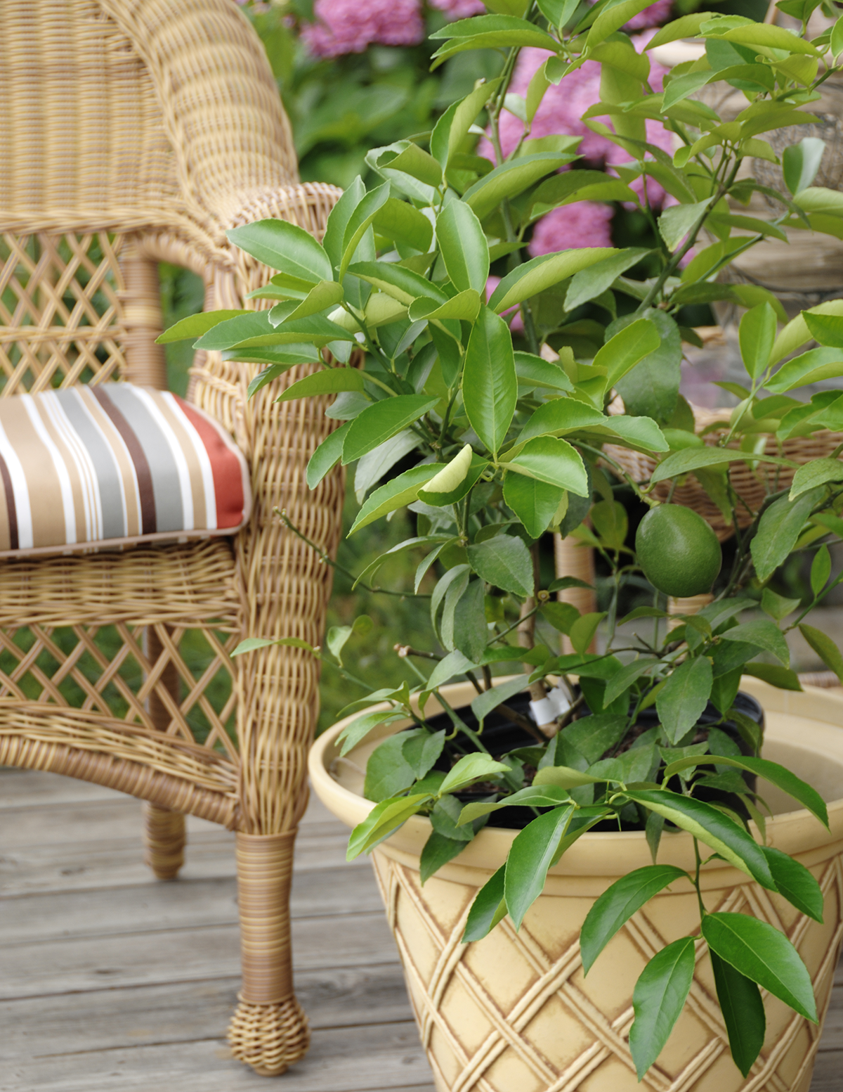 Key Lime Bush