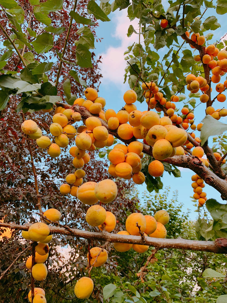 Apricot Tree