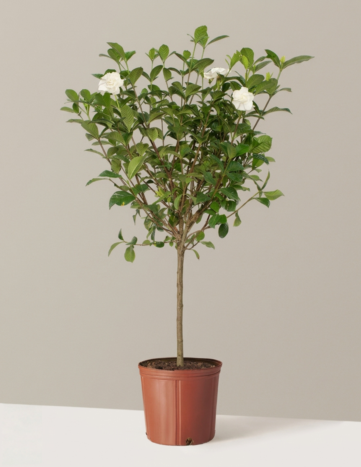 Large Gardenia Tree