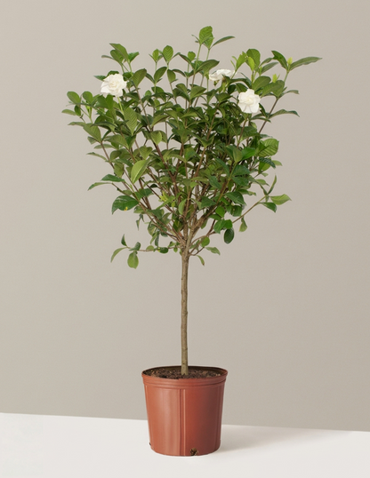 Large Gardenia Tree