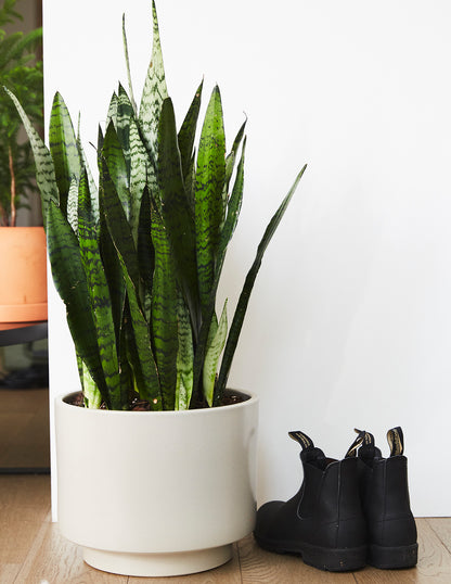 Snake Plant Zeylanica