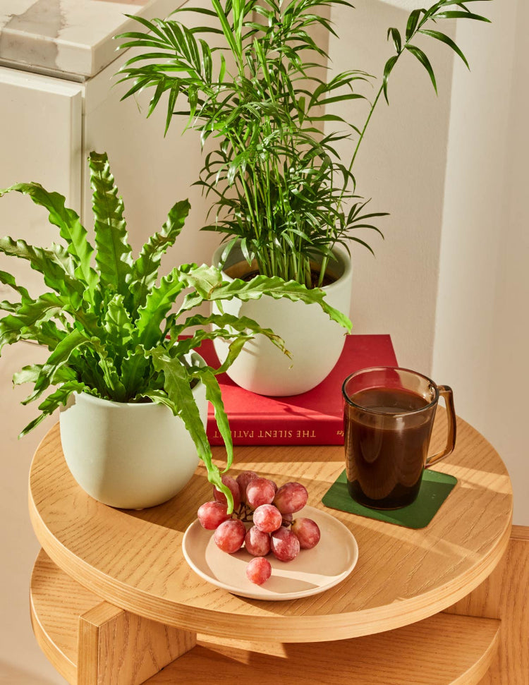 Photo of Birds Nest Fern and Parlor Palm