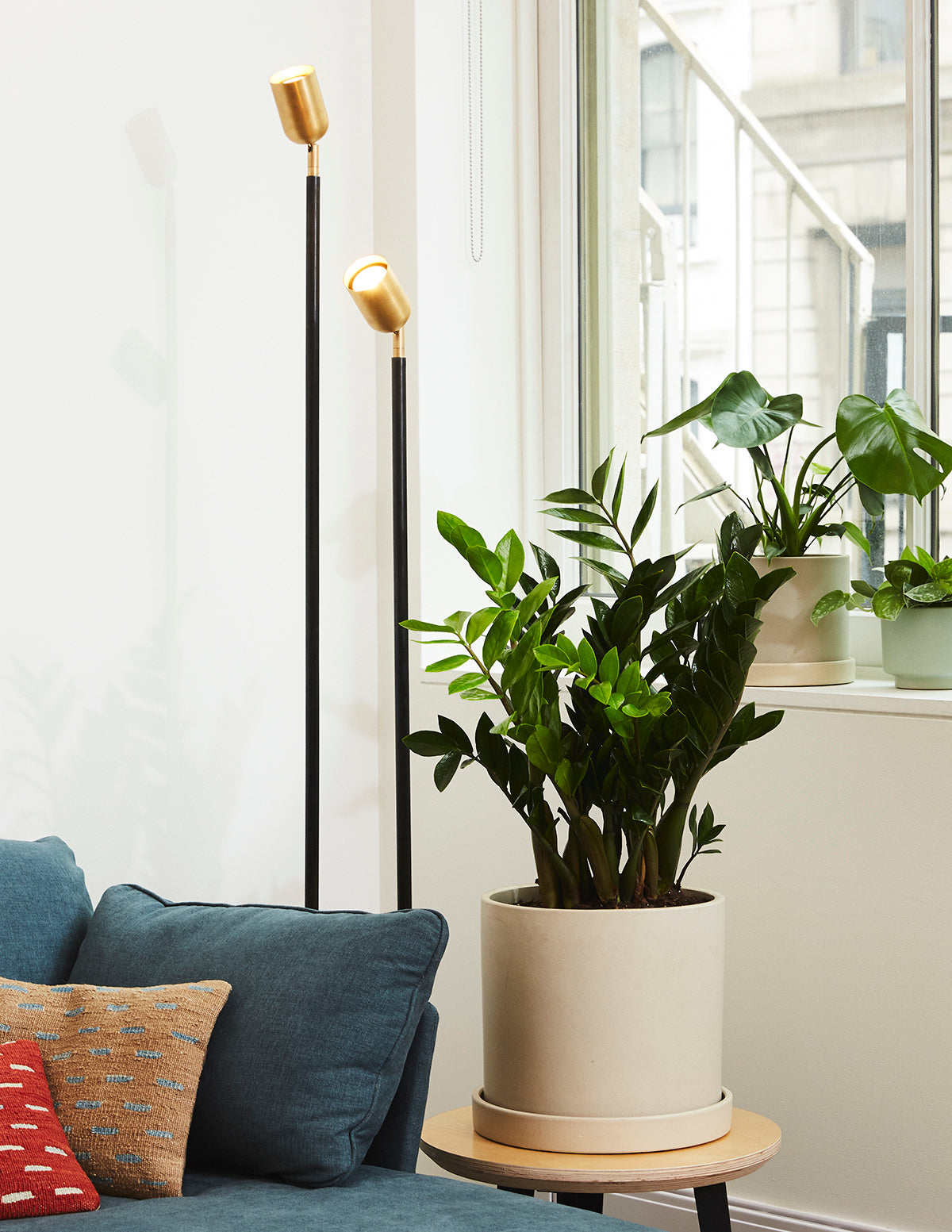 zz plant living room ZZ Plant - Large (2-3' tall) Cement Grey Planter