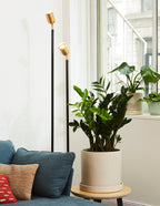 ZZ Plant