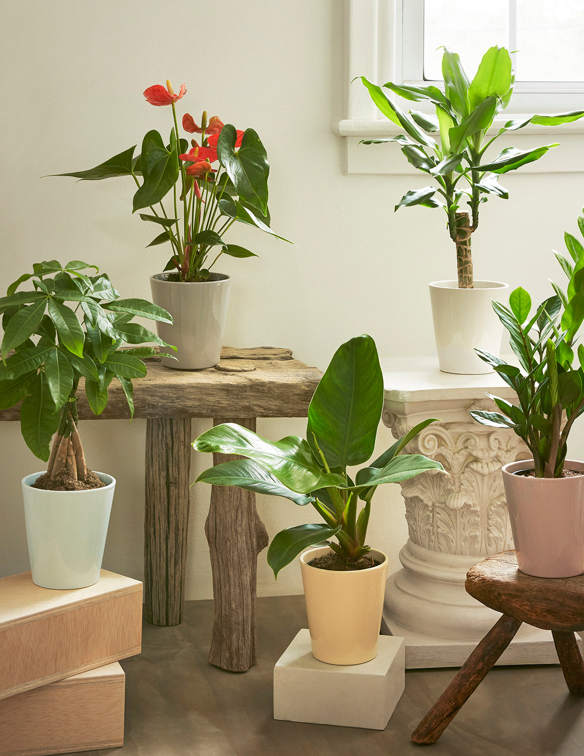 money tree vase Money Tree Plant with Planter - Small (12"-16" tall) Cream Planter