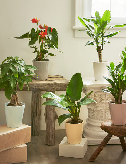 dracaena sol Dracaena Fragrans 'Sol' | Houseplants for Delivery