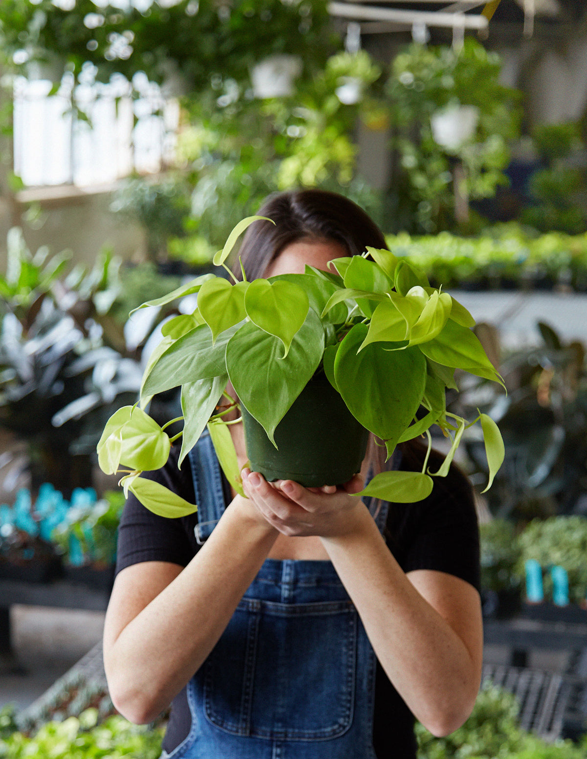 Pothos Neon