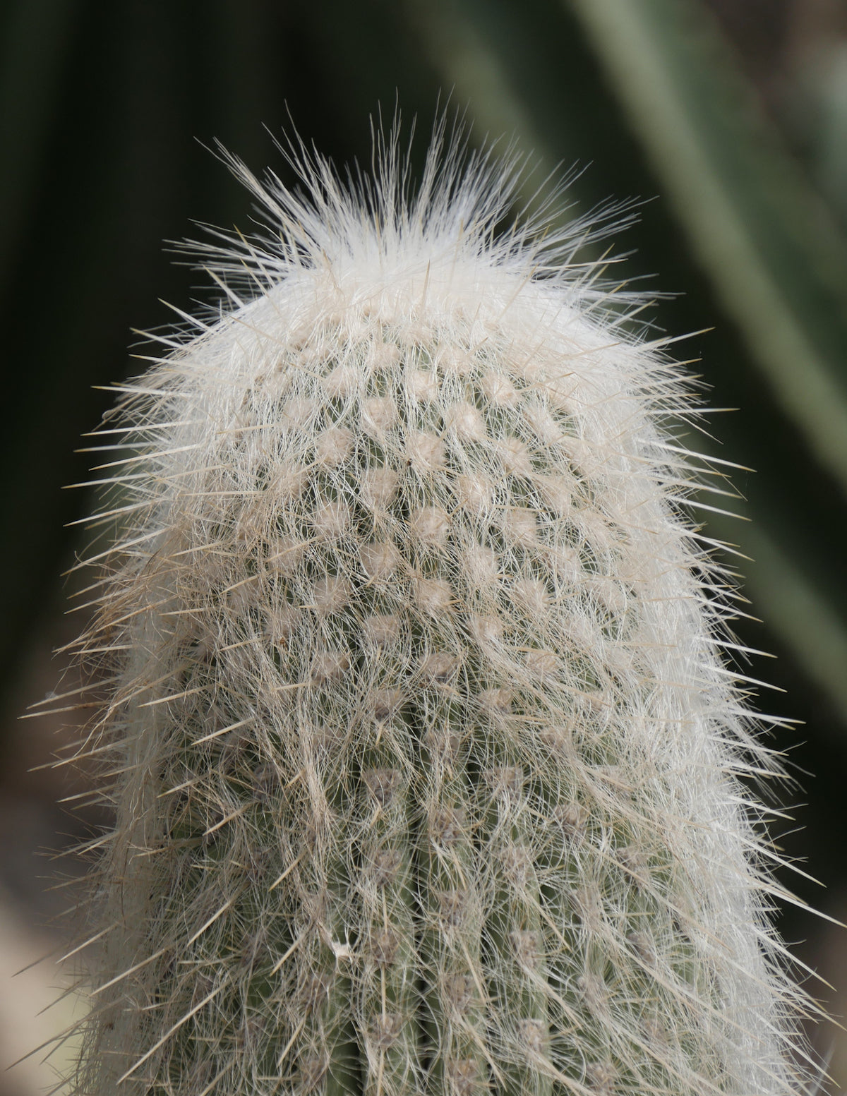 files/old-man-cactus.jpg