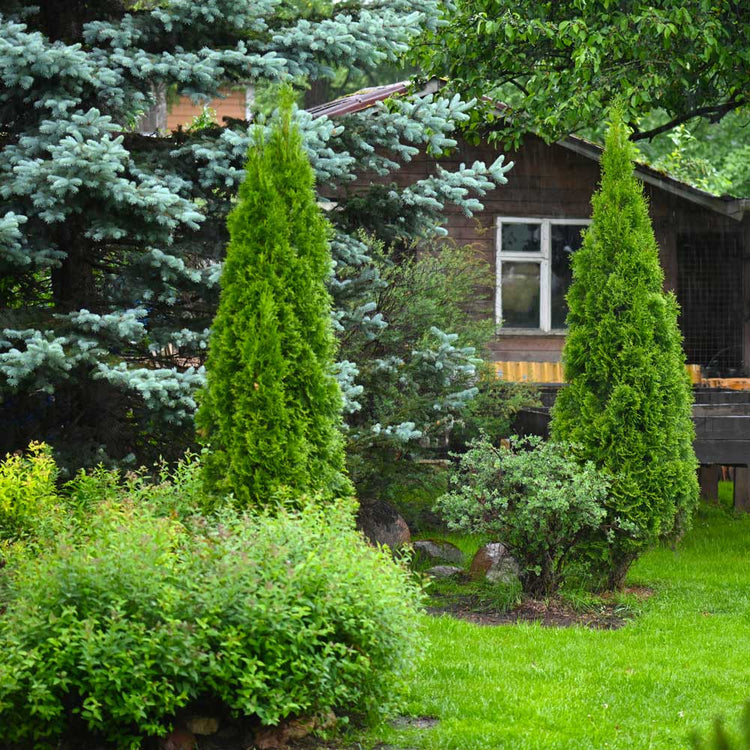 Evergreen Trees | The Sill