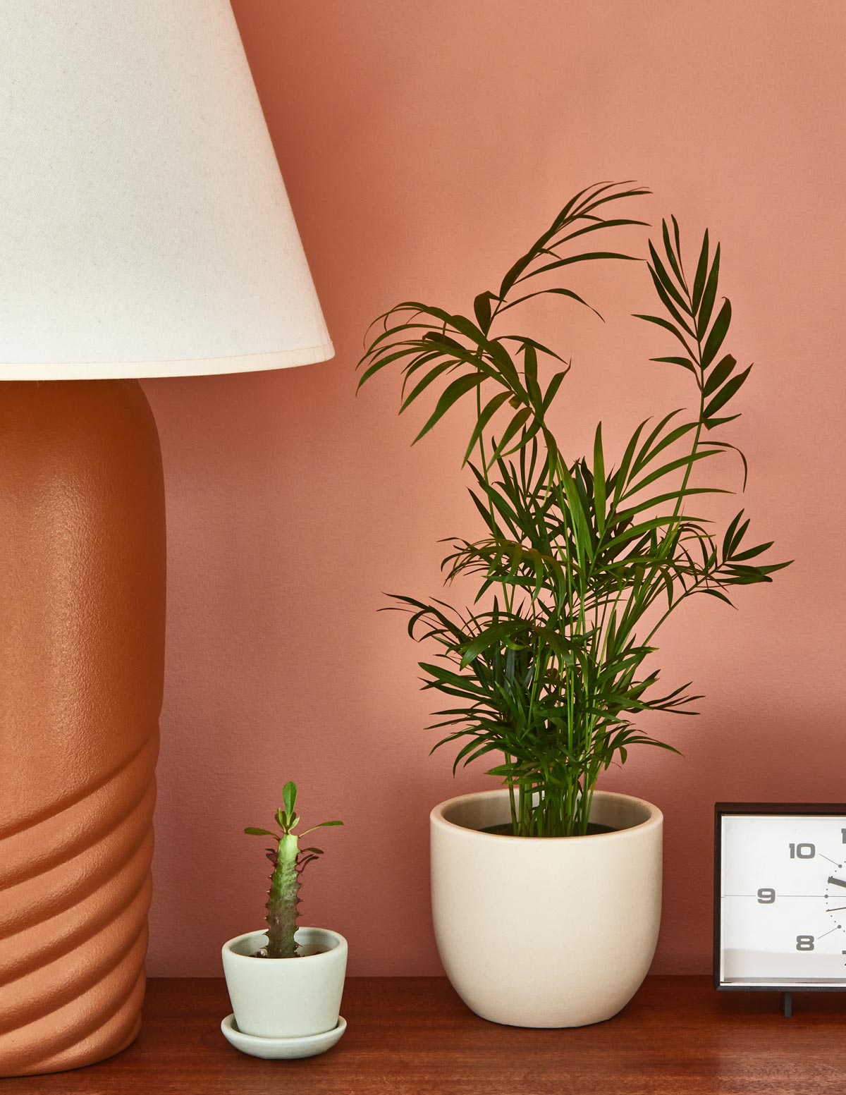 parlor palm online Parlor Palm | Tropical Indoor Plants & Houseplants Delivery