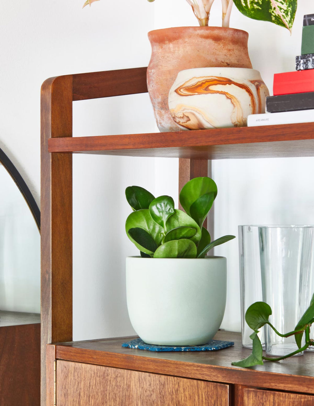 Happy Birthday Peperomia Green