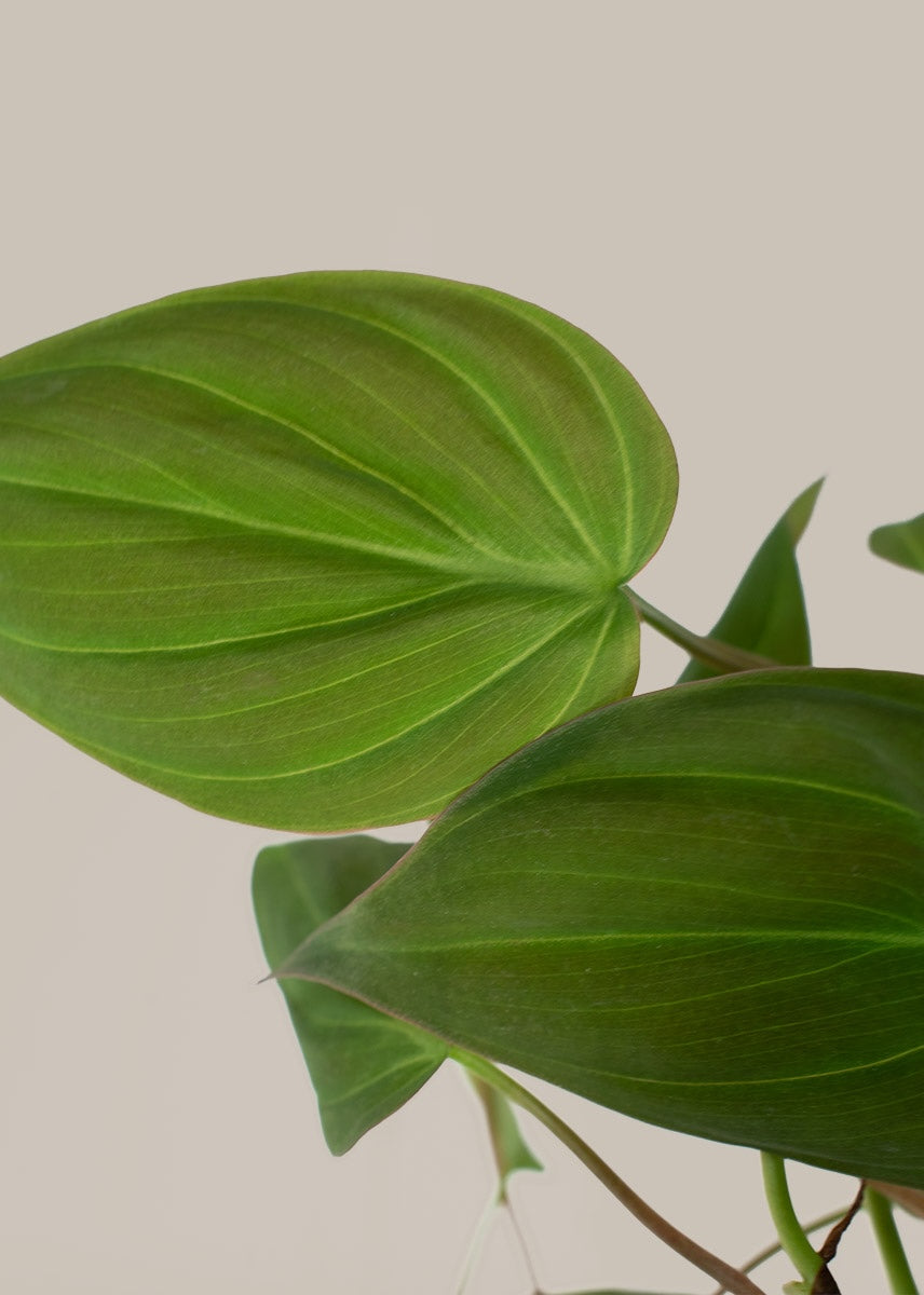 Philodendron Micans
