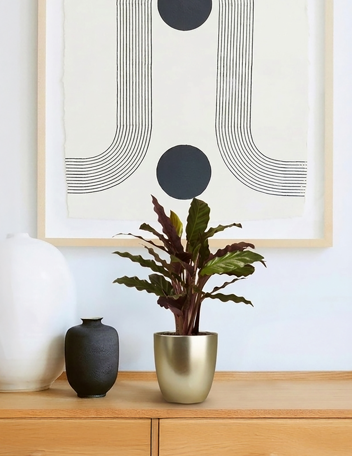 files/pomelli_photoshoot_calathea-wavestar-5.png