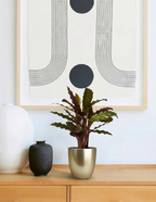 Calathea Wavestar