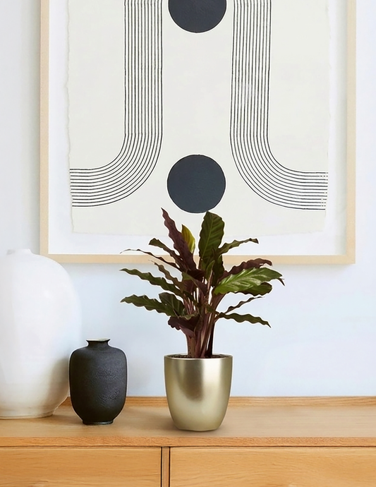 Calathea Wavestar