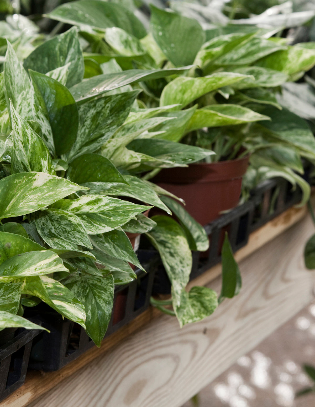 marble queen pothos varieties Pothos Marble Queen Houseplant with Planter - Medium (5"-10" tall) Mustard Planter