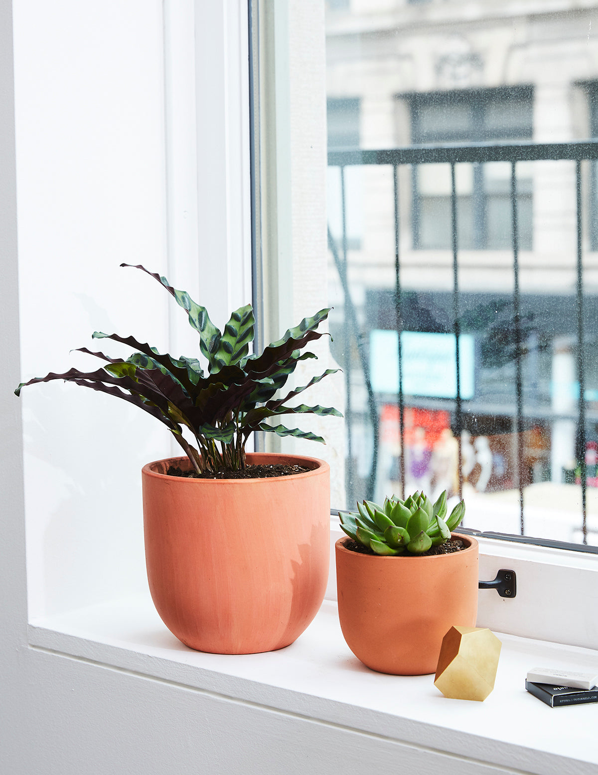 best pot for rattlesnake plant Calathea Rattlesnake Houseplant with Planter - Medium (4"-8" tall) Sage Planter