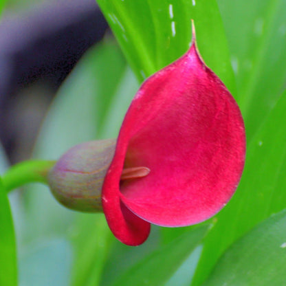 Red Alert Calla Lily Bulbs