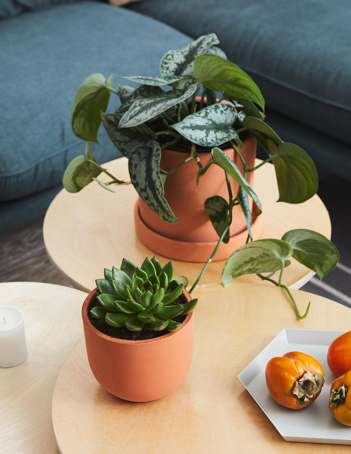 Echeveria Party Pack