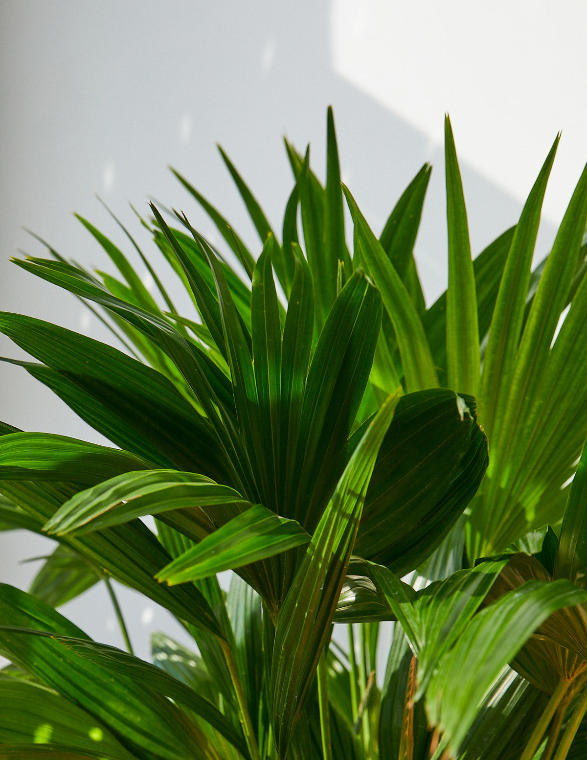 fan palm plant indoor Fan Palm Houseplant - Large (3'-4' tall) Cement Grey Planter