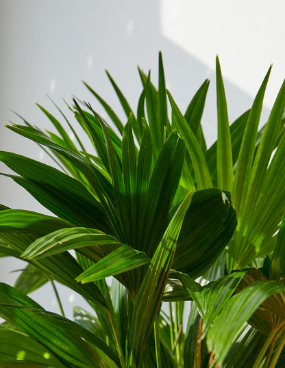 Fan Palm