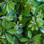 Schefflera Tree