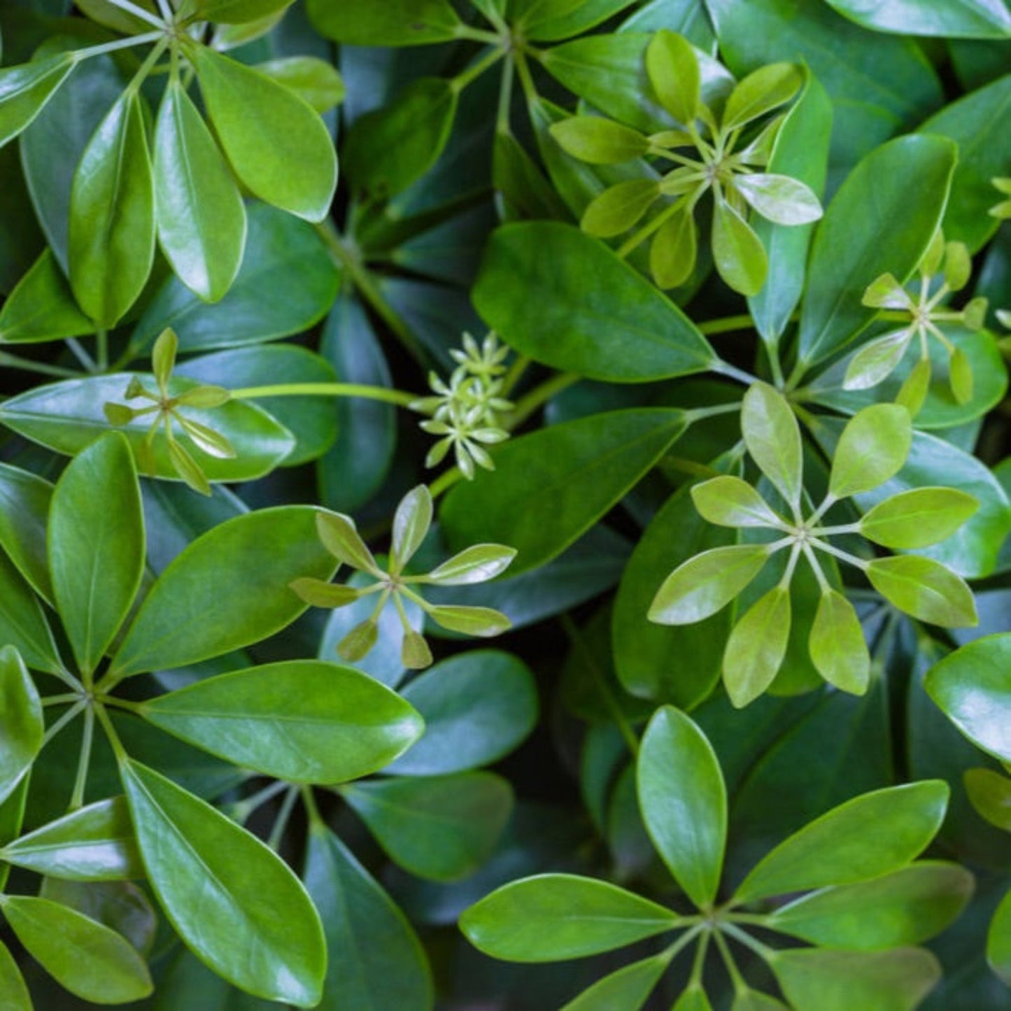 Schefflera Tree