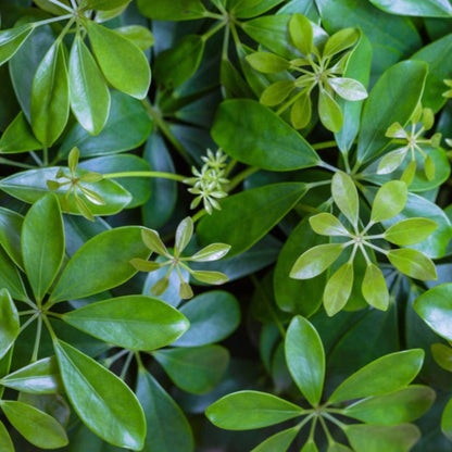 Schefflera Tree