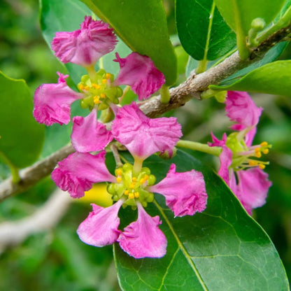Barbados ‘Acerola’ Cherry Tree