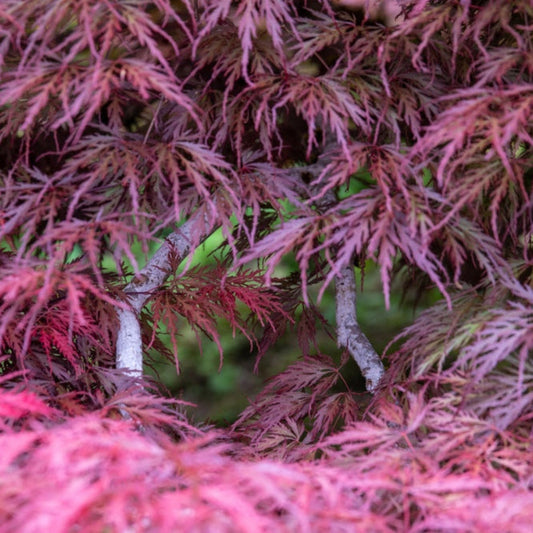 Inaba Shidare Japanese Maple