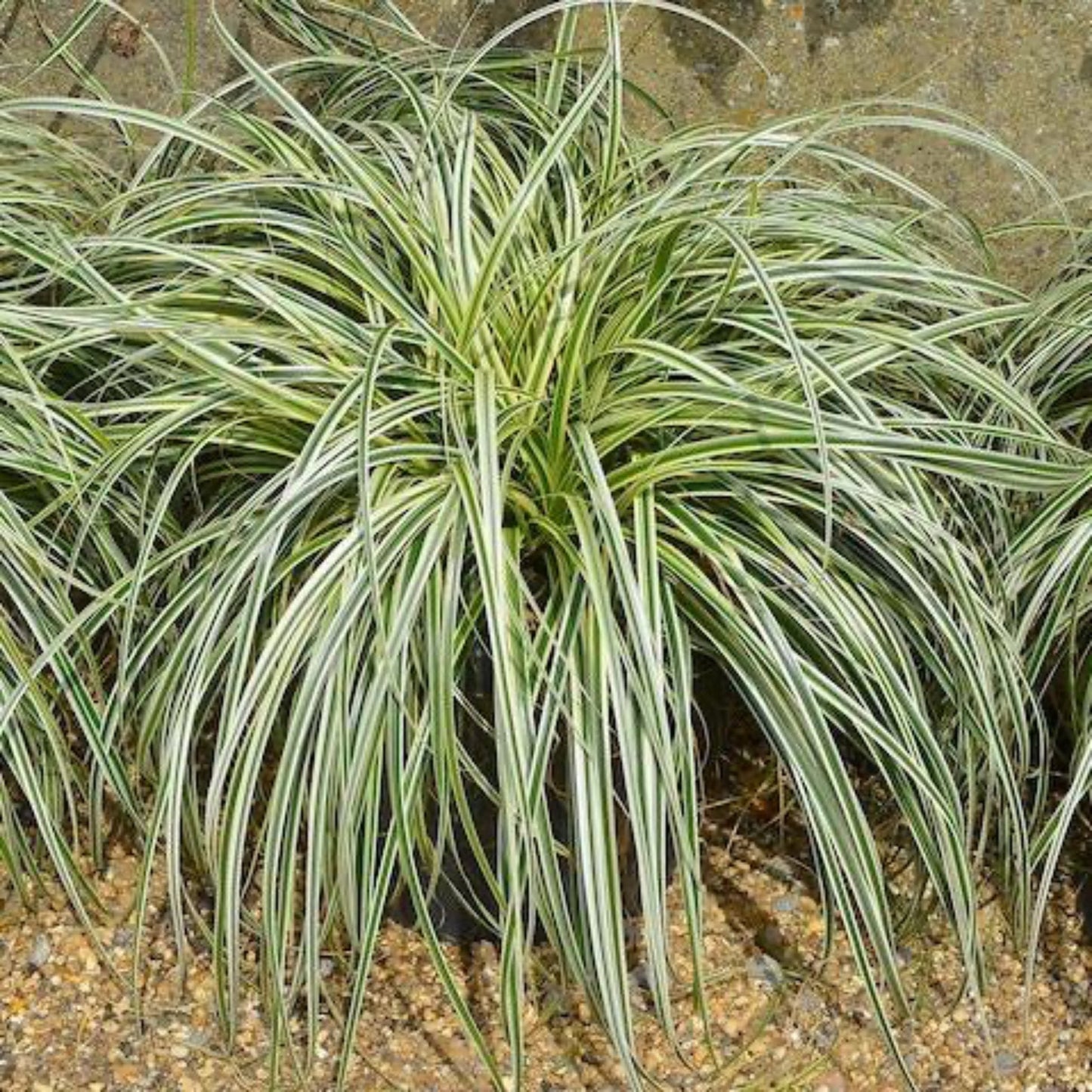 Carex Feather Falls™