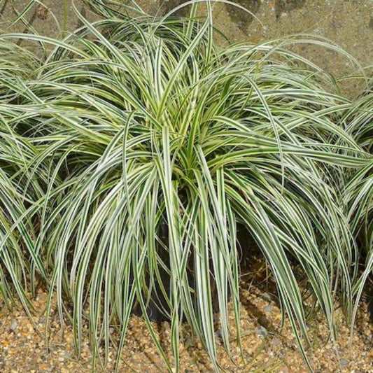 Carex Feather Falls™