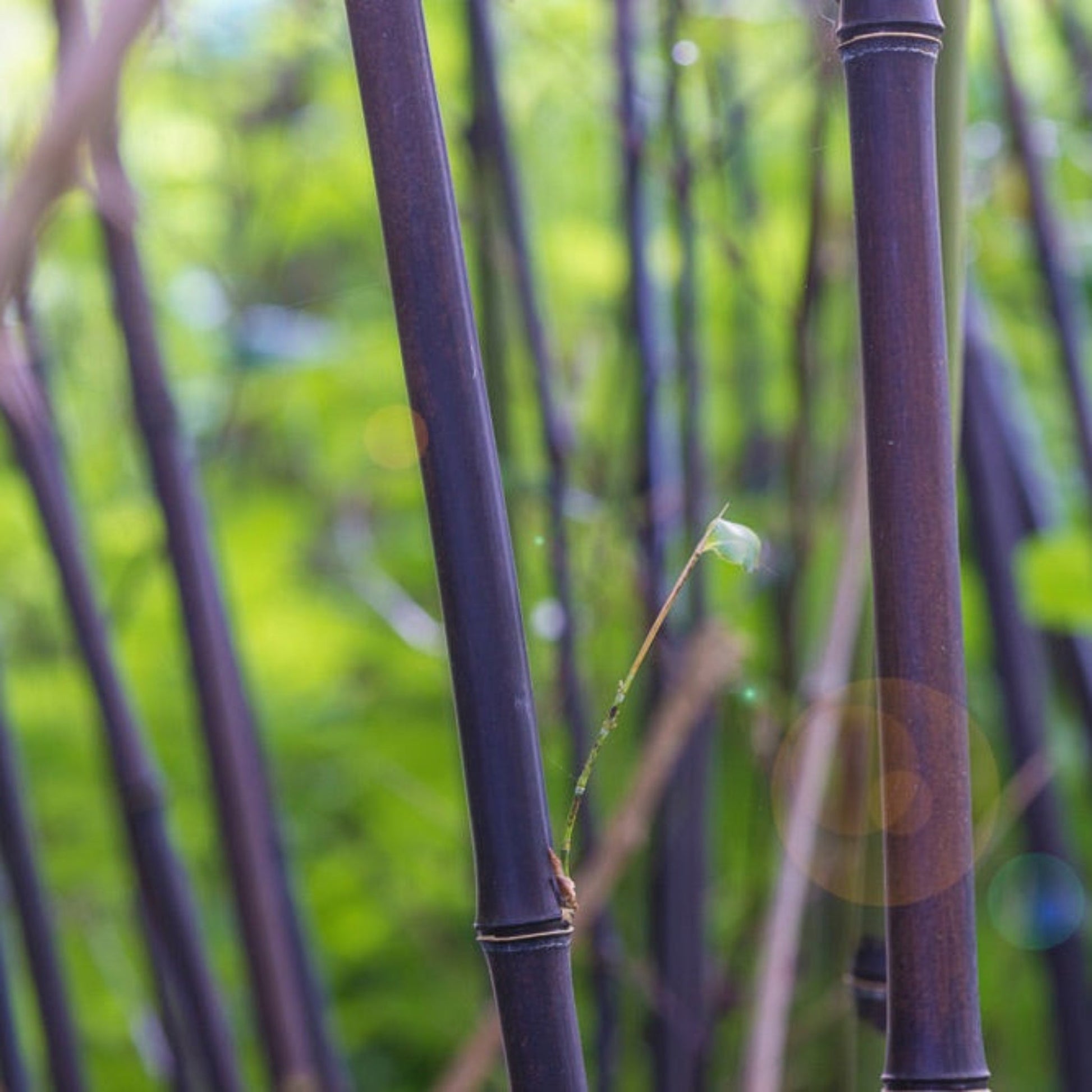 black bamboo plants in pots Black Bamboo with Planter | 3 Gallon | Mexia