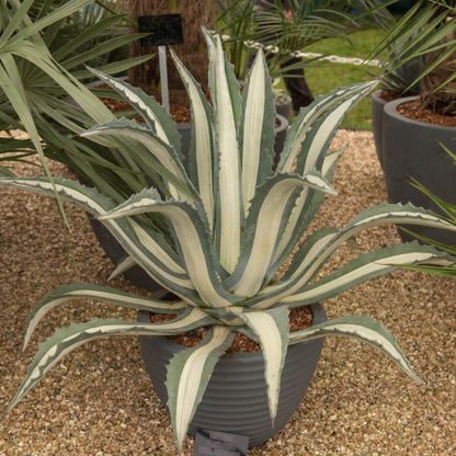 Agave Americana Mediopicta Alba