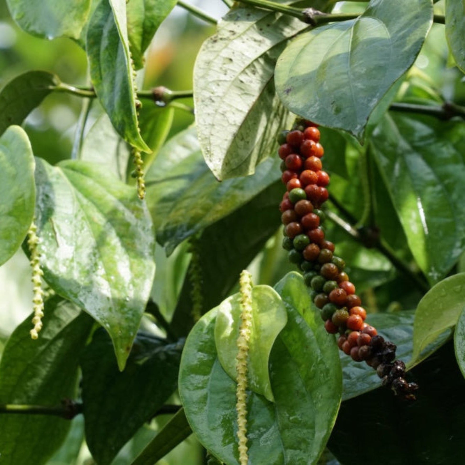 black pepper for house plants Black Pepper Plant