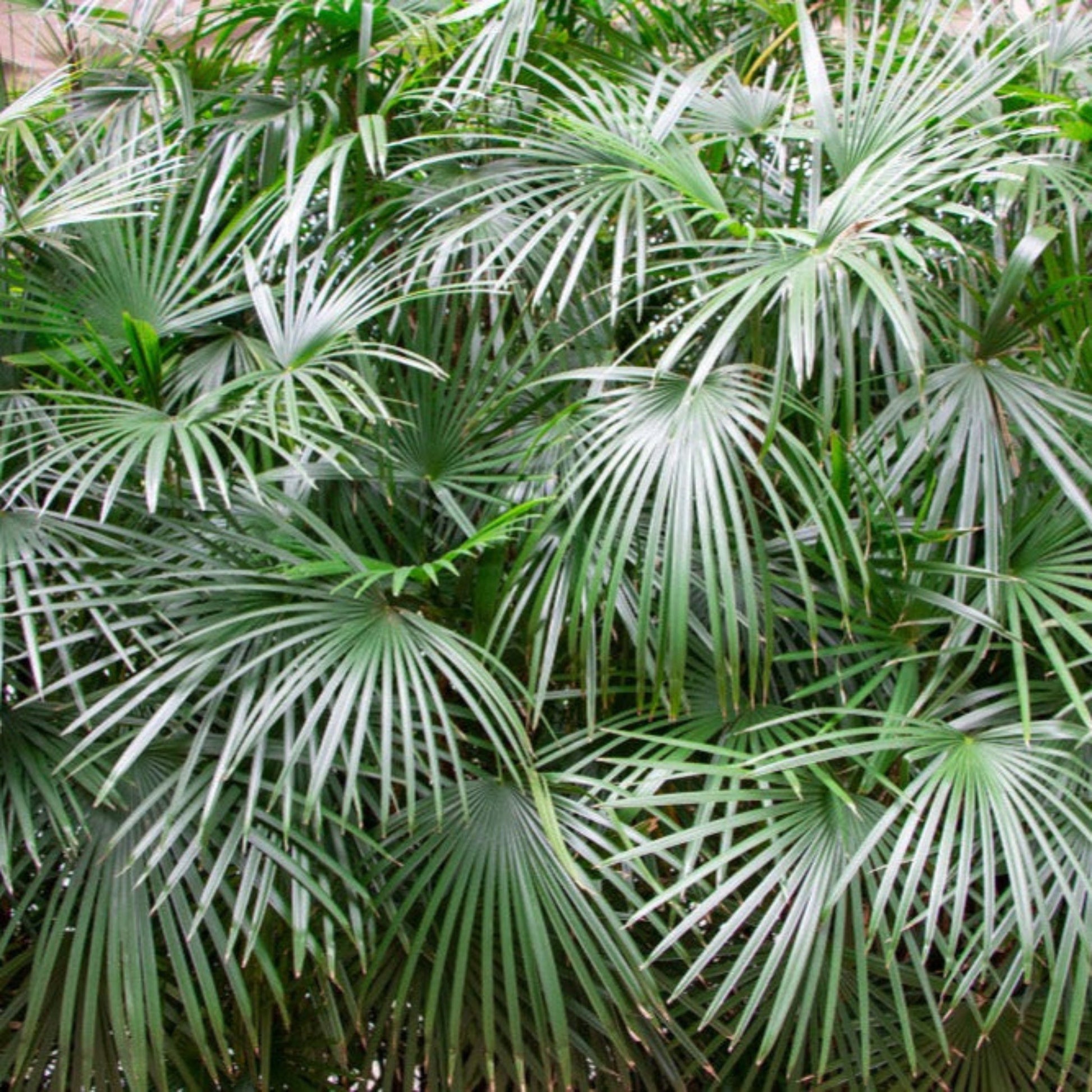 evergreen palm plants Needle Palm Tree