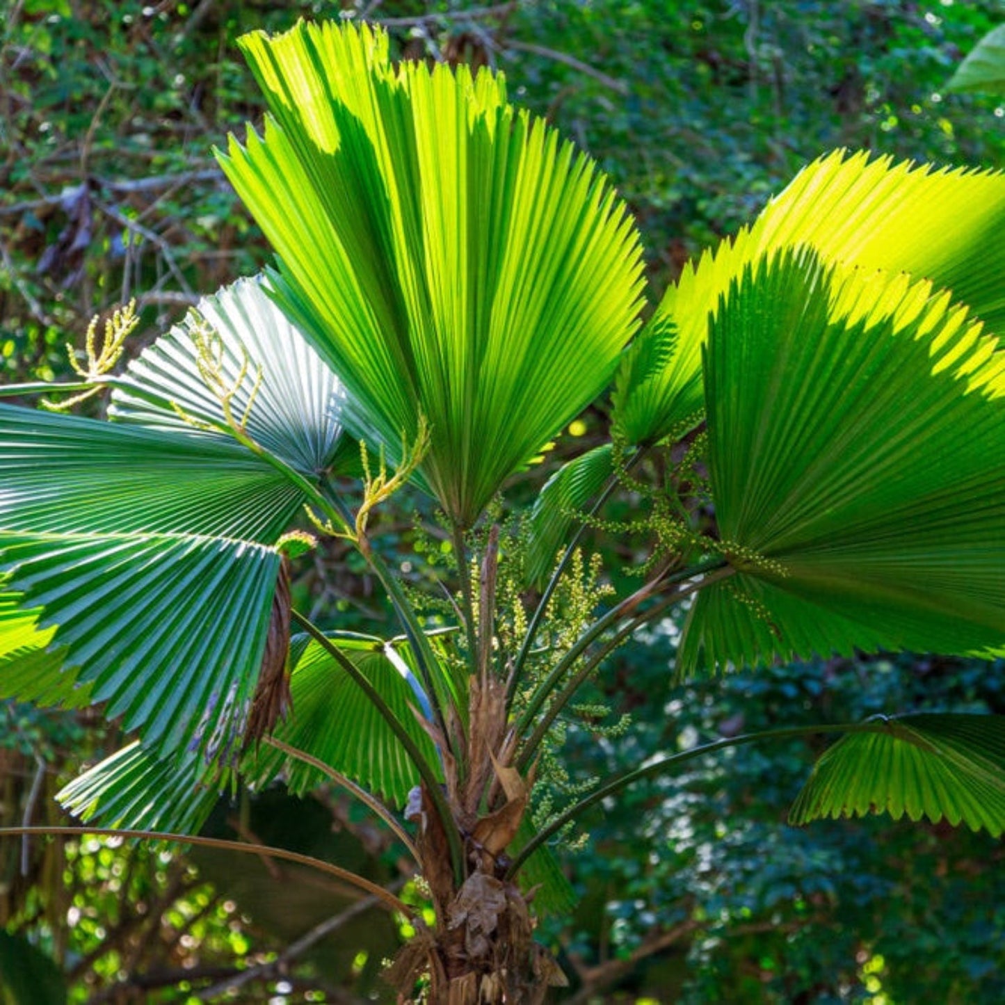 Ruffled Fan Palm