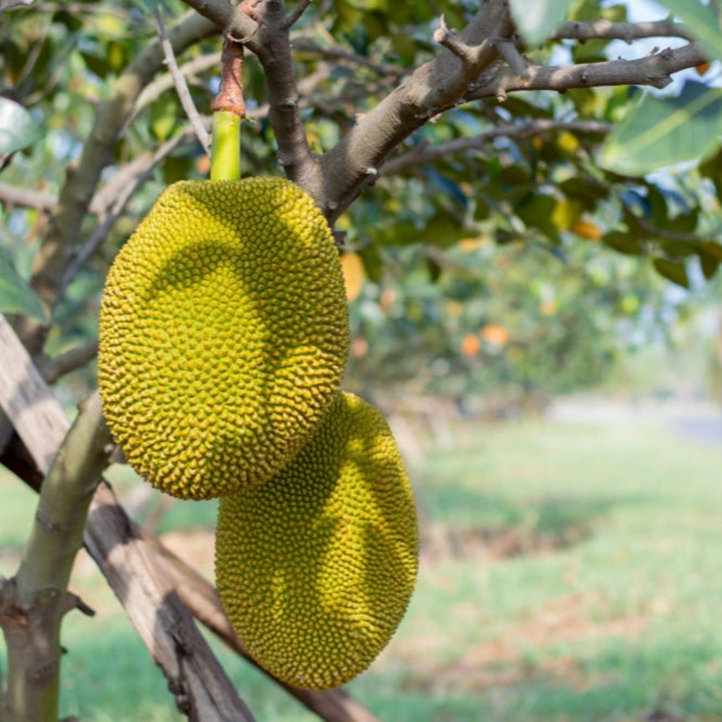 Jackfruit Tree